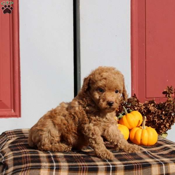 Hamitch, Miniature Poodle Puppy